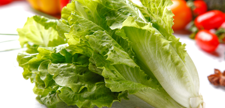 生菜(叶用莴苣)的热量和营养价值